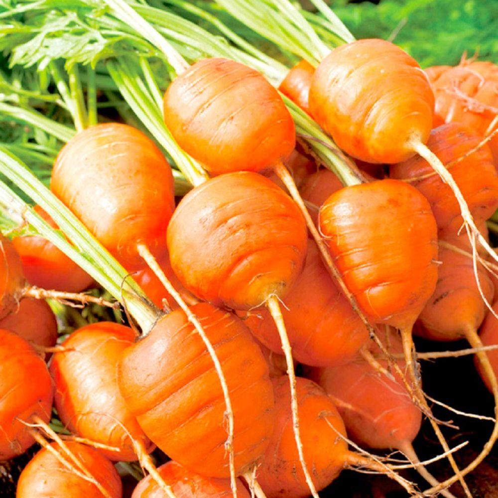 Carrot Paris Market 5 (atlas)